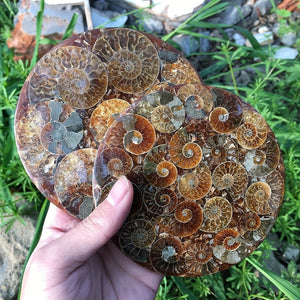 Energize and Beautify Any Room with Ammonite Fossil Decor – The Perfect Indoor/Outdoor Gift for Meditation, Reiki & Special Occasions