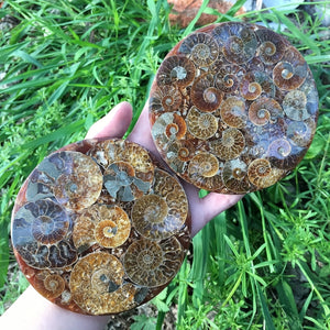 Energize and Beautify Any Room with Ammonite Fossil Decor – The Perfect Indoor/Outdoor Gift for Meditation, Reiki & Special Occasions