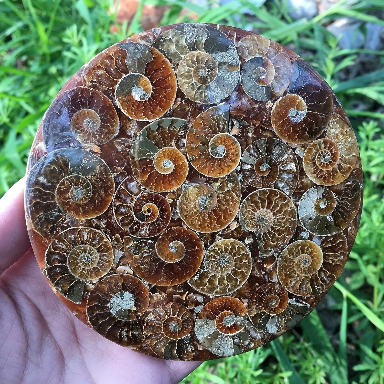 Energize and Beautify Any Room with Ammonite Fossil Decor – The Perfect Indoor/Outdoor Gift for Meditation, Reiki & Special Occasions