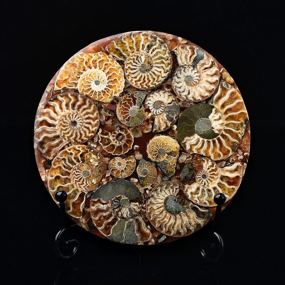 Ammonite Fossil Shell Plate Ring Conch with Free Stand Ammonite Fossil Circle