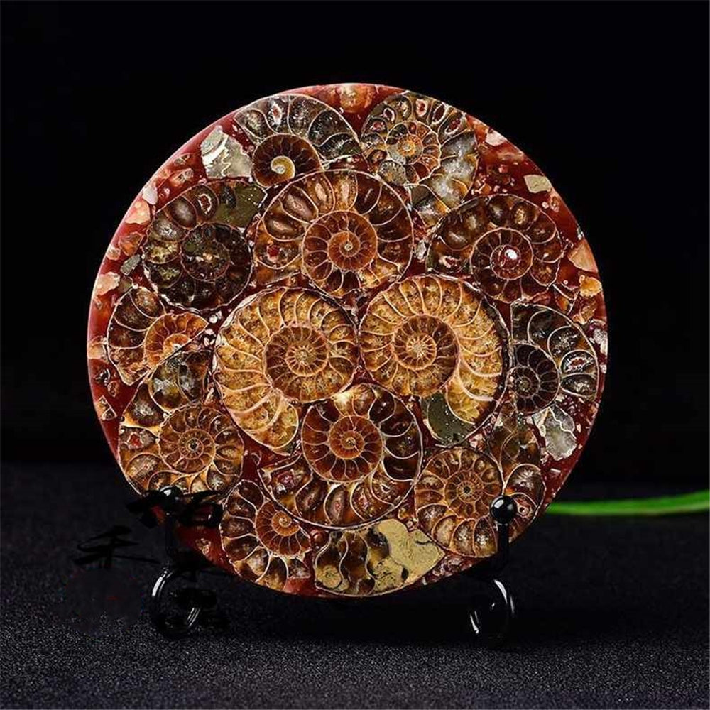 Ammonite Fossil Shell Plate Ring Conch with Free Stand Ammonite Fossil Circle