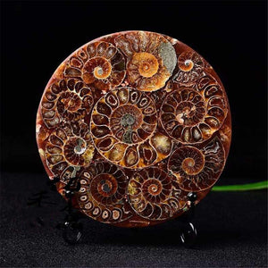 Ammonite Fossil Shell Plate Ring Conch with Free Stand Ammonite Fossil Circle